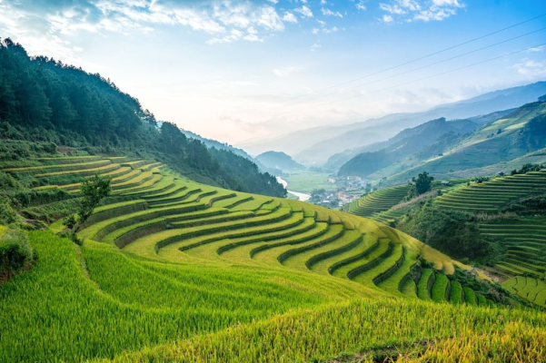 Why Are Vietnamese Agricultural Products Exceptionally High-Quality? Lush agricultural fields in Vietnam