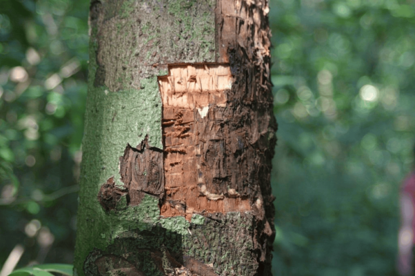 Cigarette Cassia - 5 Step Of The Production Process Behind High-Quality Product illustrations-of-bark.png