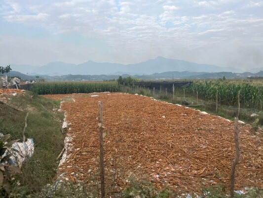 Broken Cassia: Product Introduction and Processing Sun drying