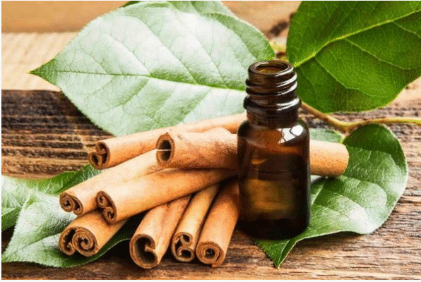 Definitive Guide to Vietnam Cinnamon Essential Oil Bulk Exporter Vietnam cinnamon essential oil bulk exporter